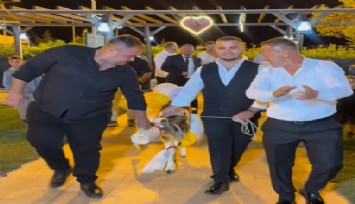 İzmir’de damada takı olarak buzağı hediye edildi