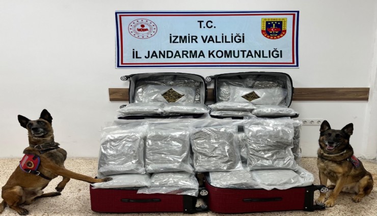 İzmir'de jandarmadan operasyon: 180 kilo esrar yakalandı
