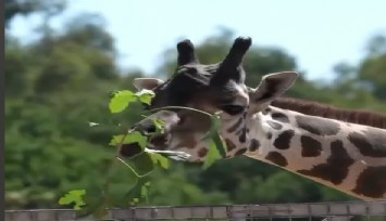 Sasalı’nın zarif zürafasından sevimliliğin en doğal hali