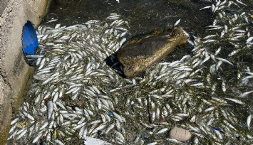 İzmir Körfezi’nde balık ölümleri yeniden başladı