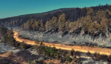 Karabük'te orman yangınından geriye acı manzara kaldı: Gözaltına alınan 5 kişi serbest bırakıldı