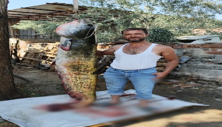 Manisa'da görenler hayrete düştü: 2 Metrelik yayın balığını oltayla yakaladı