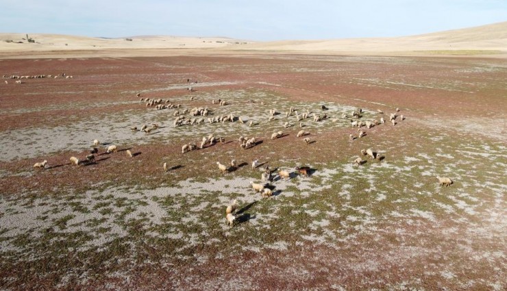 Yozgat’ta kuraklık alarmı: Kuruyan baraj havzasında hayvanlar otlatılıyor
