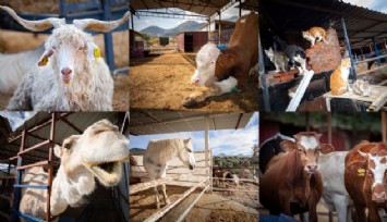 Ceylan Ertem’den Angels Farm çağrısı: Binlerce hayvan yuvasız kalma tehlikesiyle karşı karşıya