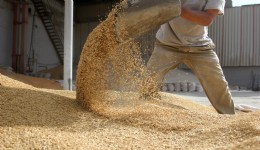 Ege Bölgesi’nin ihracat artış rekortmeni hububat bakliyat yağlı tohumlar sektörü oldu