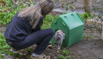 İZBB’den kış ayında kedilere sıcak yuva