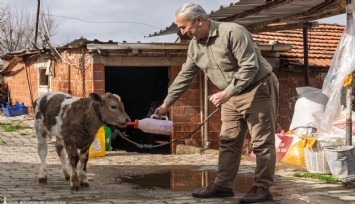 İzmir Büyükşehir Belediyesi’nden çiftçilere şap ve buzağı ölümlerine karşı destek