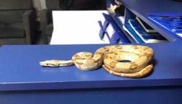 İzmir’de pes dedirten olay: Kafede yılanla dolaştı, 12 bin TL ceza yedi