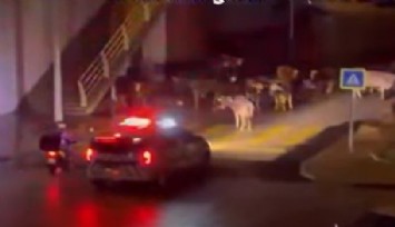 İzmir'de yolu kapatan ineklere polis anons çekti: 'İnekler dağılın'
