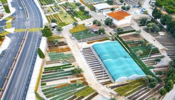 İzmir’in renkleri Büyükşehir fidanlıklarında filizleniyor