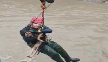 Karabağlar'da dereye düşen köpeğe İzmir İtfaiyesi'nden yardım eli