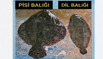 Kuşadası’nda dil ve pisi balığı avcılığına geçici yasak