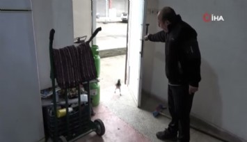 Ordu’da tamirci çırağı karga