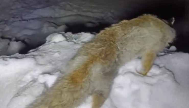 Yüksekova’da Sibirya soğukları: Tilki ayakta dondu