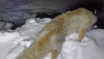 Yüksekova’da Sibirya soğukları: Tilki ayakta dondu