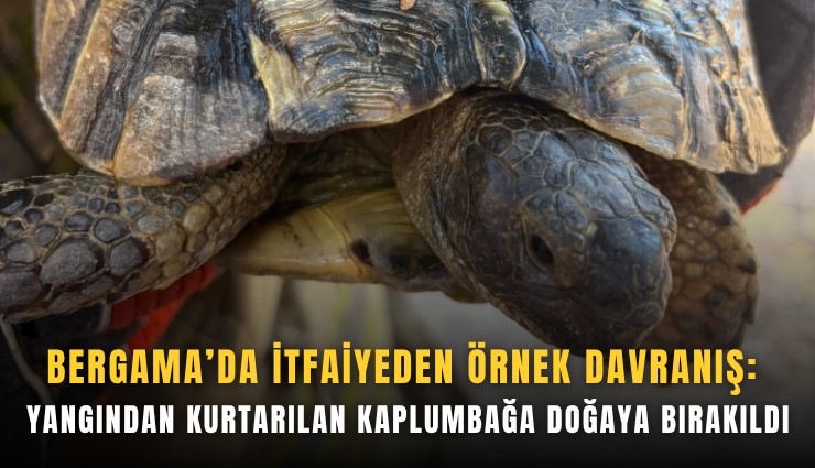 Bergama’da itfaiyeden örnek davranış: Yangından kurtarılan kaplumbağa doğaya bırakıldı