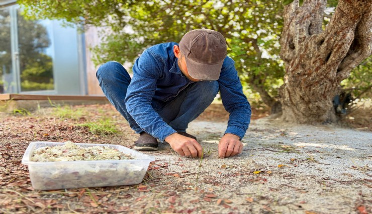 Çeşme’de damla sakızı hasadı: kilosu 50 bin TL’ye ulaştı