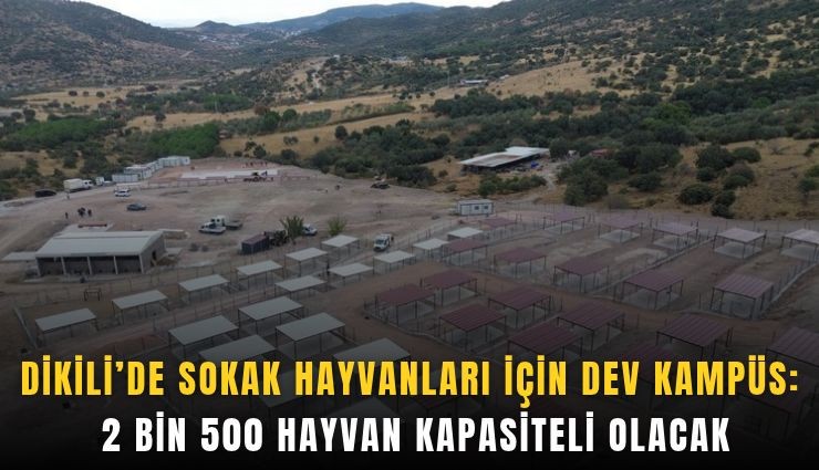 Dikili’de sokak hayvanları için dev kampüs: 2 bin 500 hayvan kapasiteli olacak