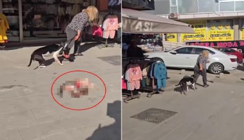 Esenyurt’ta sokakta kedi parçalayan Pitbull sahibine 95 bin TL ceza