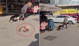 Esenyurt’ta sokakta kedi parçalayan Pitbull sahibine 95 bin TL ceza