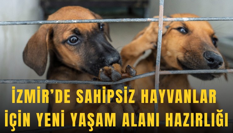 İzmir’de sahipsiz hayvanlar için yeni yaşam alanı hazırlığı