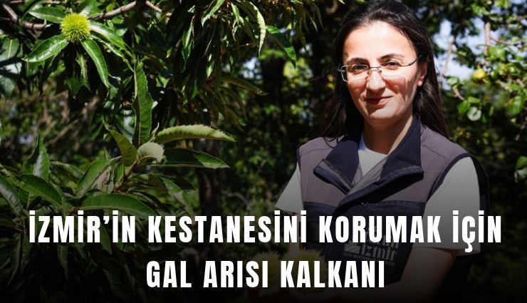 İzmir’in kestanesini korumak için gal arısı kalkanı
