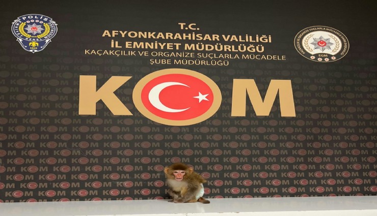 Polis yaptığı baskında nesli tükenmekte olan maymun yakaladı