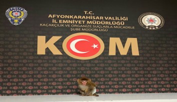 Polis yaptığı baskında nesli tükenmekte olan maymun yakaladı