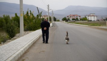Sürünün dışladığı kaz, İsmail dedenin gölgesi oldu