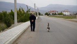Sürünün dışladığı kaz, İsmail dedenin gölgesi oldu