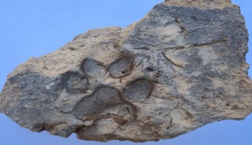 Tavşanlı Höyük'te 4 bin yıllık pati izi