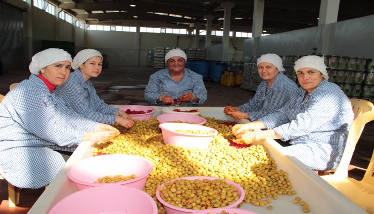 Türk zeytin ve zeytinyağı ihracatında sert düşüş: 9 ayda yüzde 28 kayıp