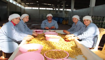 Türk zeytin ve zeytinyağı ihracatında sert düşüş: 9 ayda yüzde 28 kayıp