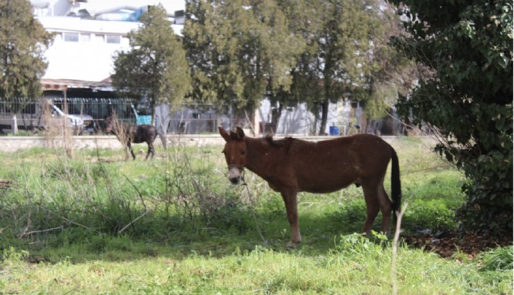 Aydın’da tepki çeken olay: Ölüme terk edilen katırlar kurtarılmayı bekliyor
