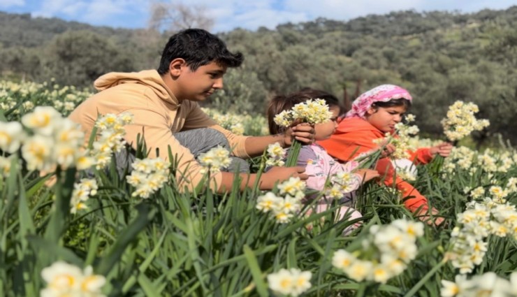 Bayındır’ın nergisi hem ekonomiye hem bilime değer katıyor