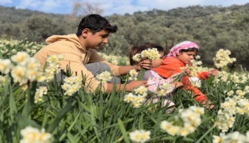 Bayındır’ın nergisi hem ekonomiye hem bilime değer katıyor