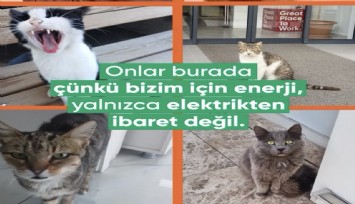 GDZ Elektrik’ten Dünya Kediler Günü’ne anlamlı kutlama