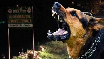 İstanbul Valiliği’nden ‘Kuduz vakalarında artış’ açıklaması