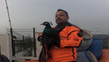 İzmir İtfaiyesi sessiz canlar için zamanla yarıştı