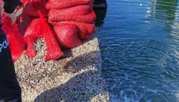 İzmir Körfezi'nde toplanan kum midyelerinde parazit tespit edildi
