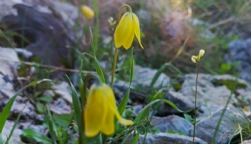Kuşadası’nda endemik ‘Ağlayan Gelin’ çiçek açtı: Uzmanlardan yapılaşma uyarısı