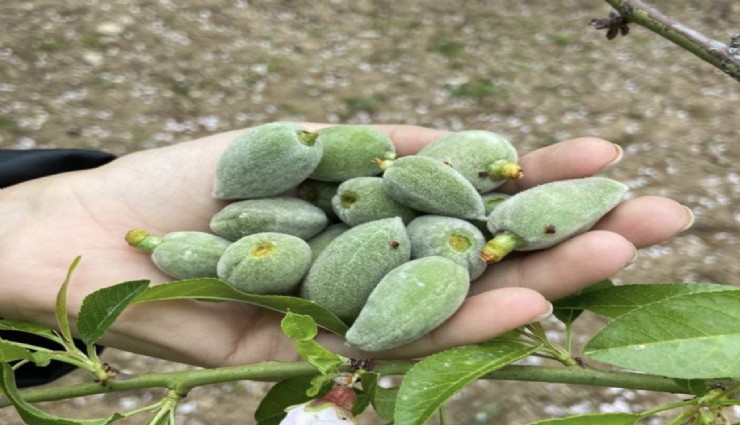 Parası olanlara Çağla badem çıktı