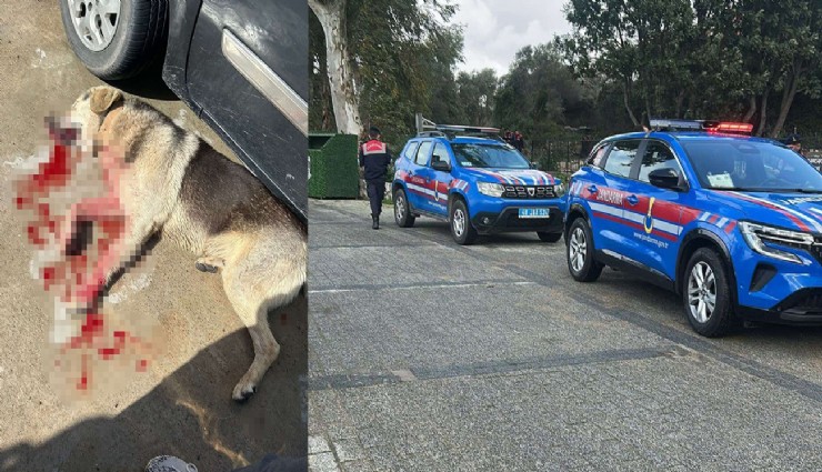 Tavuklarını yiyen köpekleri öldürünce tutuklandı