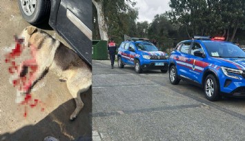 Tavuklarını yiyen köpekleri öldürünce tutuklandı