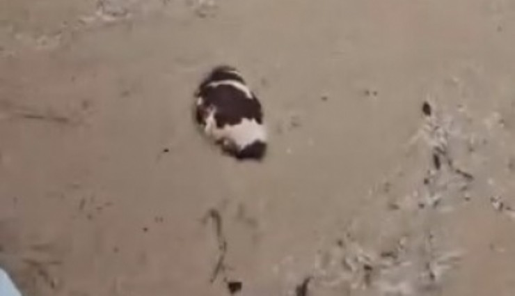 Yatağan’da inek sel sularına kapıldı