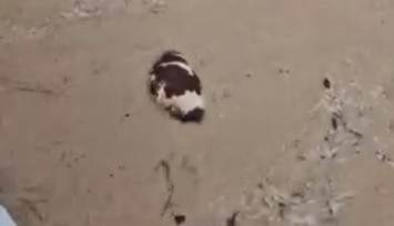 Yatağan’da inek sel sularına kapıldı