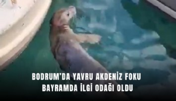 Bodrum’da yavru Akdeniz Foku bayramda ilgi odağı oldu