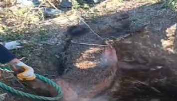 Çeşme'de çukura düşen yaban dommuzunu vatandaşlar kurtardı