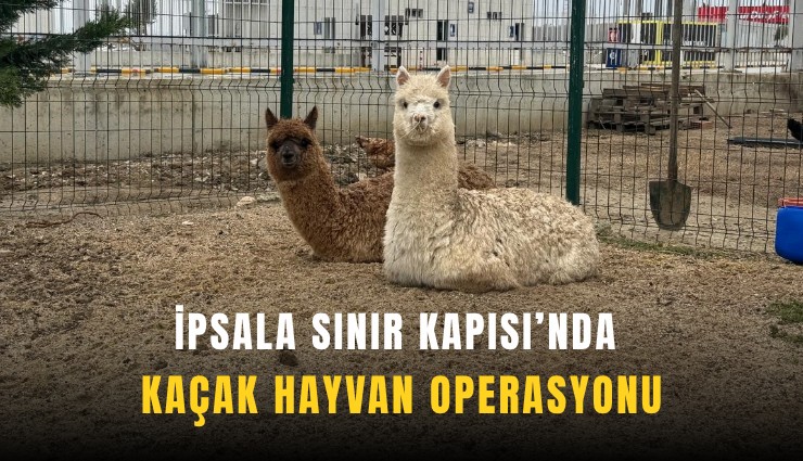 İpsala Sınır Kapısı’nda kaçak hayvan operasyonu