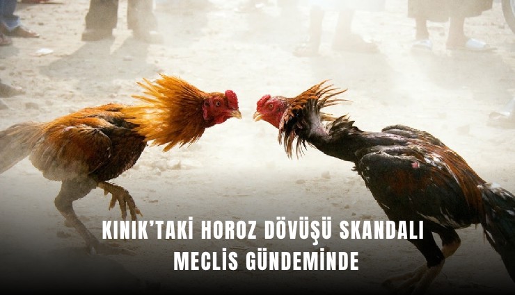 Kınık’taki horoz dövüşü skandalı meclis gündeminde